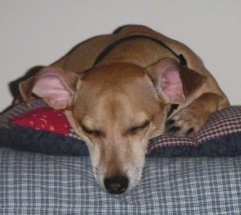 Танката италијанска Докие спава на плавом кревету за псе с главом преко ивице.