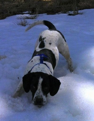 एक ब्लैक एंड व्हाइट स्प्रिंगर पिट बाहर बर्फ में खड़ा है। इसकी ठोड़ी एक प्ले धनुष मुद्रा में बर्फ के ऊपर मंडरा रही है और यह आगे देख रही है। कुत्ता अपनी पूँछ हिला रहा है।