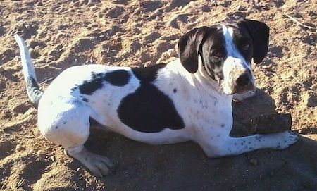 सामने का दृश्य - एक काले और सफ़ेद स्प्रिंगर पिट कुत्ते का दाहिना भाग जो एक समुद्र तट के पार स्थित है और यह ऊपर दिख रहा है।