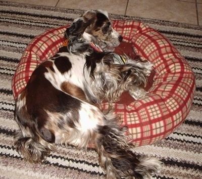 Parti merle -värisen amerikkalaisen cockerspanielin vasen puoli makaa koiran sängyssä