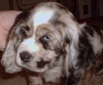 Отблизо - Предната лява страна на кученце от американски кокер шпаньол с цвят на синьо очи Човек докосва страната на главата си.