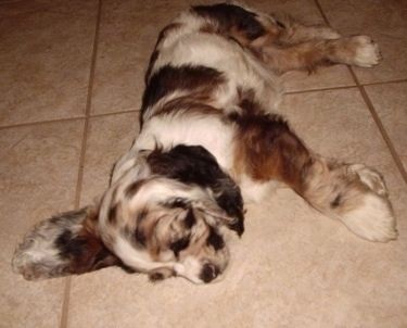 A parti merle színű amerikai cocker spániel alszik a jobb oldalán egy csempézett padlón.