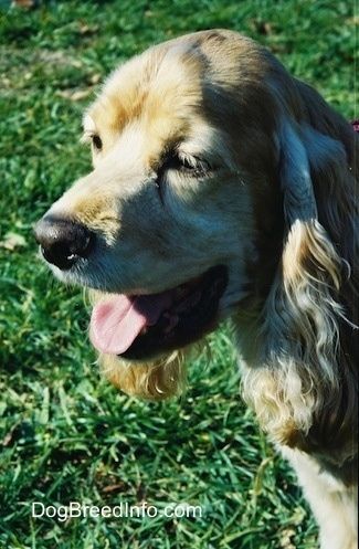 Отблизо - Лицето на загарено куче от американски кокер шпаньол, което е с изваден език и отворена уста. Гледа наляво.