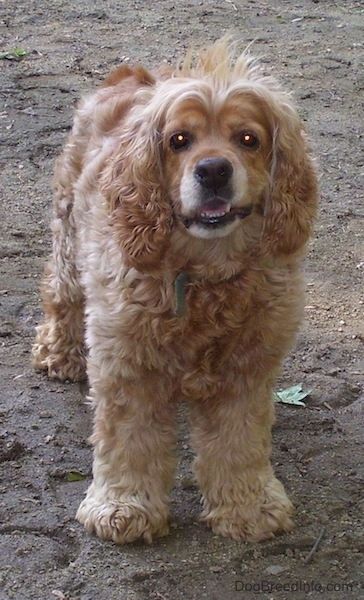 Barna amerikai cocker spániel kutya, amelynek hosszú a szőrszála. Piszokban áll, előre néz, és az alsó fogai látszanak.