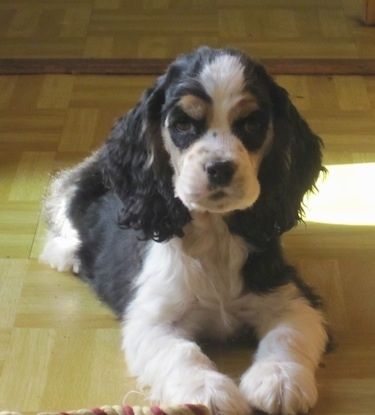 Přední pravá strana bílého černohnědého štěně amerického kokršpaněla, které leží na dlážděné podlaze. Před ním je lanová hračka.