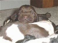 Närbild - amerikanska valpar för cocker spaniel som sover i en bunt