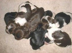 Šeši kartu miegančių Amerikos kokerspanielio šuniukų vados vaizdas iš viršaus