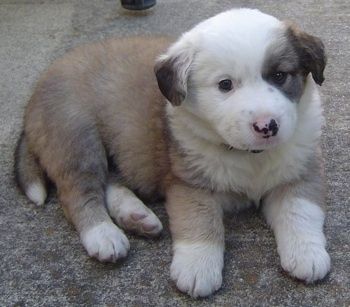 O lado direito de um cachorro marrom com branco Australian Retriever que está deitado em um tapete e está olhando para a frente.