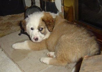 Kairė kairės pusės rudo su baltu Australijos retriverių šuniuku, kuris guli ant šuns lovos šalia židinio, ir jis laukia.