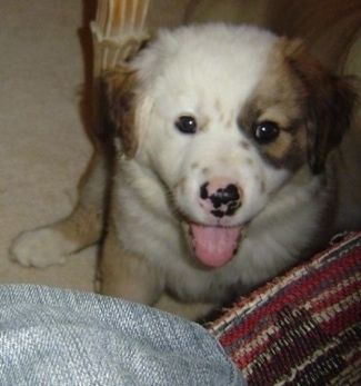 Close up - มุมมองด้านบนของลูกสุนัขพันธุ์ Australian Retriever สีน้ำตาลสีขาวที่นั่งอยู่บนพื้นพร้อมกับแลบลิ้นออกมาและมันกำลังเงยหน้าขึ้นมอง