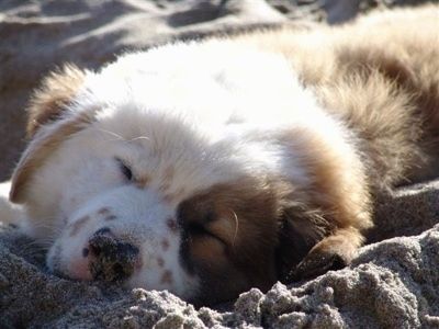 Zbliżenie - przednia lewa strona brązowego z białym śpiącym szczeniakiem Australian Retriever. Leży w piasku