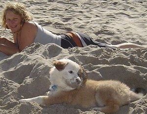 Лявата страна на кафяво с бяло кученце австралийски ретривър, което лежи в пясъка до дама. Гледа надясно, а на лицето му има пясък.