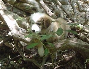 Mặt trước bên trái của một con chó con Australian Retriever màu nâu với màu trắng đang đi dạo trên một đám rễ cây lớn