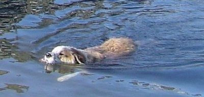 A barna, fehér ausztrál retriever bal oldala, amely egy víztesten úszik.
