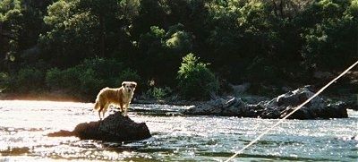 ด้านขวาของสุนัขพันธุ์ออสเตรเลียนรีทรีฟเวอร์สีขาวสีน้ำตาลที่ยืนอยู่บนก้อนหินกลางน้ำและมองไปข้างหน้า