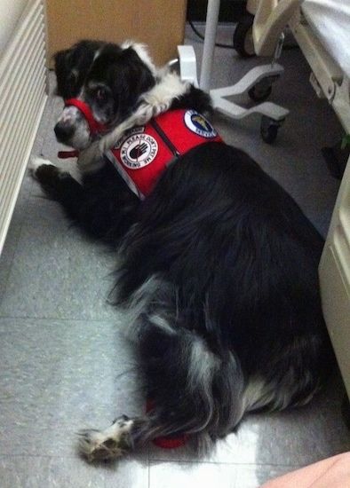 Mặt sau bên trái của con chó Australian Retriever màu trắng đang nằm trên sàn trong bệnh viện bên cạnh giường bệnh nhân mặc áo vest chó phục vụ màu đỏ và cổ áo lãnh đạo dịu dàng màu đỏ.