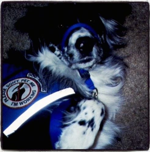 Close up - Uma vista de cima para baixo de um retriever australiano preto e branco que está vestindo um colete de cão de serviço azul e uma coleira azul suave, ele está deitado em um tapete marrom com as patas para cima. O colete lê