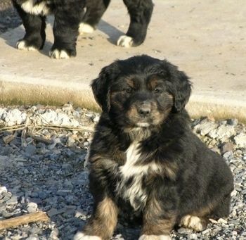 보도 앞에 작은 바위에 앉아 황갈색과 흰색 호주 리트리버 강아지와 함께 검은 색의 앞 왼쪽. 그 뒤에 또 다른 강아지가 서 있습니다.