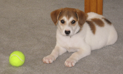 Передняя левая сторона бело-коричневого щенка австралийского ретривера, который лежит на ковре рядом с теннисным мячом и смотрит вперед.