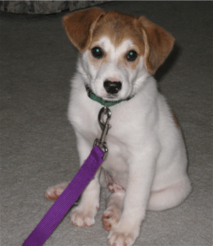 카펫에 앉아 기대하고있는 갈색 호주 리트리버 강아지와 흰색.