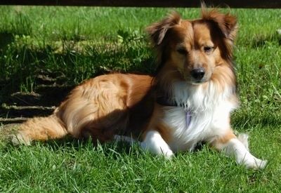 Sett forfra - En roseørret, middelshåret, rød med hvit Pembroke Sheltie-hund ligger i gresset og ser frem.
