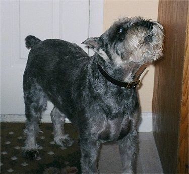 Вид спереди сбоку - маленький черно-серый щенок шнауцера стоит на синем вязаном одеяле и смотрит вперед.
