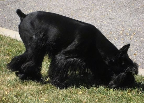 Pandangan depan - Anjing Standard Schnauzer hitam berkilat duduk di atas karpet berwarna cokelat sambil memandang ke depan. Anjing itu mempunyai telinga yang tajam dan rambut yang lebih panjang di moncongnya dan rambutnya di pinggir dan di bawah perutnya.