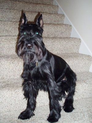 Perfil dret: un gos Schnauzer estàndard negre afaitat que està dret sobre una taula mirant cap a la dreta. El gos té els cabells més llargs al musell, sota el ventre i les potes, té les orelles tallades.