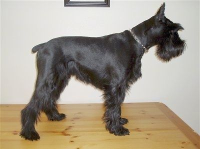 มุมมองด้านข้างและส่วนบนของร่างกายระยะใกล้ - สุนัขพันธุ์ Standard Schnauzer สีดำนอนลงบนโต๊ะมองไปข้างหน้า
