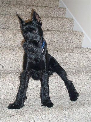 Profil de droite - Un chien Schnauzer standard noir, gris et blanc debout sur une surface en béton regardant vers le haut et vers la droite.