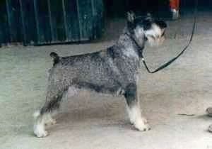 Un gos Schnauzer estàndard de color gris amb blanc assegut a l