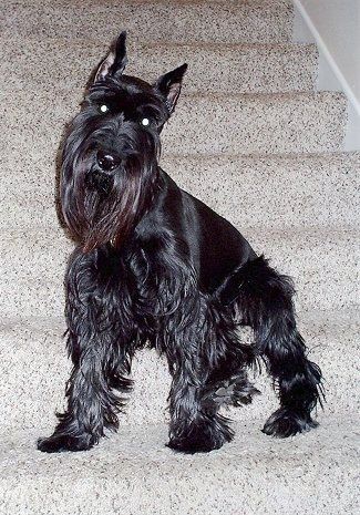Vista lateral frontal: un gos Schnauzer estàndard negre de peu sobre un esglaó marró amb moqueta mirant cap endavant i el cap inclinat cap a la dreta. El gos té les orelles punxegudes i tallades i el pèl més llarg a la barbeta i les potes amb els cabells més curts afaitats a l’esquena.