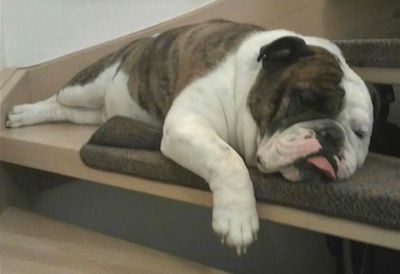 Bulldog Victoria yang lebar, bertubuh tebal, besar perut, berkilau dan putih sedang tidur di seberang tangga kayu. Anjing itu mempunyai kepala yang sangat besar, hidung hitam dan mata kecil.