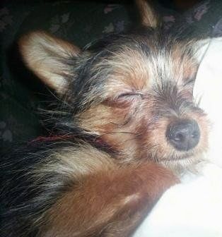 Close up - ด้านขวาของสุนัข Yorkillon สีดำที่มีสีแทนนอนอยู่บนเตียง ตาของมันปิดและมีจมูกสีดำขนาดใหญ่และหูที่เงยขนาดใหญ่ซึ่งถูกตรึงไว้ด้านหลังเล็กน้อย