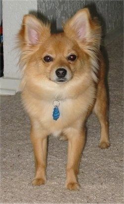 มุมมองด้านหน้า - สุนัข Yorkillon สีแทนตัวเล็ก ๆ ที่มีหูเงยกำลังยืนอยู่บนพื้นพรมสีแทนมองไปข้างหน้า ขนรอบ ๆ หูของสุนัขกำลังออกรวง มีตาสีเข้มและจมูกสีดำ