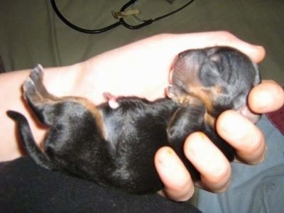 Um filhote de cachorro Yorkshire Terrier recém-nascido na mão de um humano