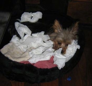 Yorkshirenterrieri-pato koiran sängyssä peitettynä peitteillä ja kudoksilla