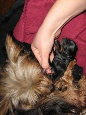 Uma pessoa segurando o cordão de um cachorrinho enquanto a cadela sente o cheiro