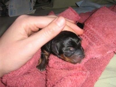 Un cadell de Yorkie acabat de néixer sobre una tovallola rosa amb una persona