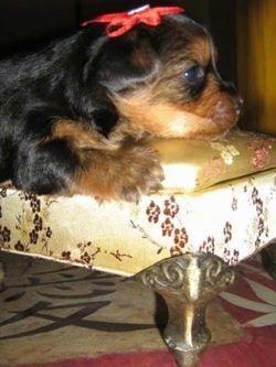 Một chú chó con nhỏ trên chiếc giường chó lạ mắt với chiếc nơ đỏ trên tóc