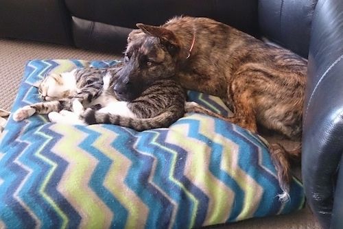 Левая сторона тигрового американского бульдога-овчарки, голова которого лежит на кошке, и они оба лежат на подушке.