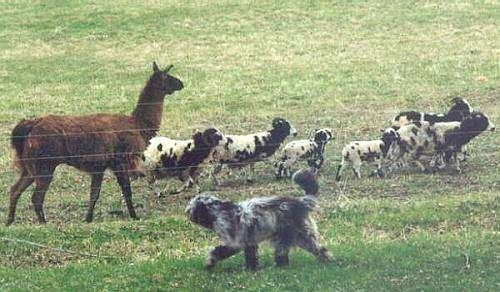 Bergamasco rennt, während er Schafe und ein Lama hütet