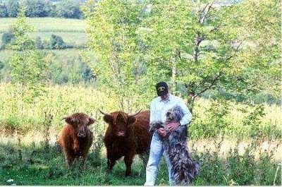 Το Bergamasco σηκώνεται στην αγκαλιά ενός ατόμου δίπλα σε δύο βοοειδή