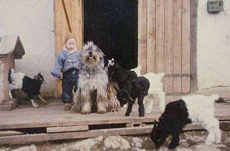 Pieni poika seisoo Bergamasco-koiran vieressä, joka istuu kuistilla lauman ympärillä