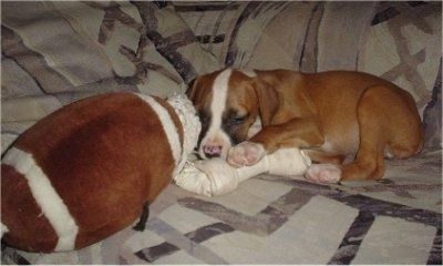 Koko il cucciolo di Bulloxer sdraiato su un divano con un giocattolo per cani e un pallone da calcio di peluche