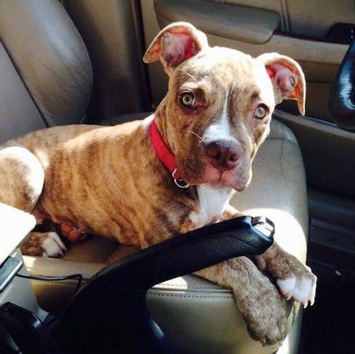Un cucciolo di Bulloxer che indossa un collare rosso seduto sul sedile del conducente di un