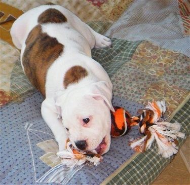 Roxy de Bulloxer-puppy die op een deken op een stuk speelgoed bijt