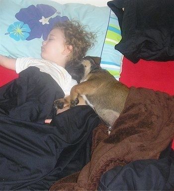 Šaulys „Bulloxer“ šuniukas, miegantis su mažu vaiku