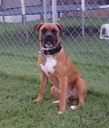Max il Bulldog americano seduto contro una recinzione a rete