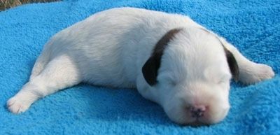 Anak anjing Corgipoo yang baru lahir sedang tidur di tuala biru dengan kaki kiri belakangnya tersebar ke luar